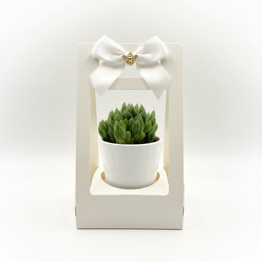 Single succulent in white ceramic pot on clean backdrop